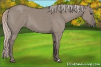 Horse Color:Silver Grullo 