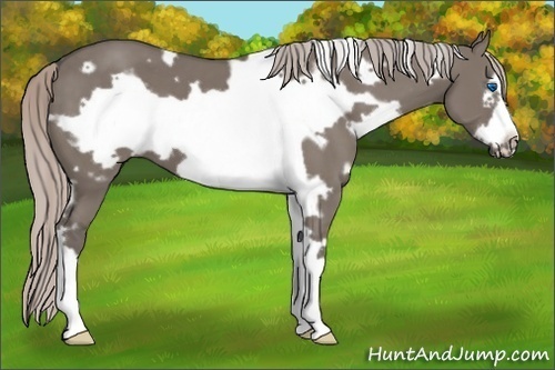 Horse Color:White Spotted Silver Grullo Frame 