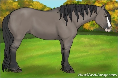 Horse Color: Unknown 