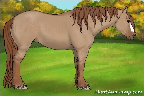 Horse Color: Red Dun 