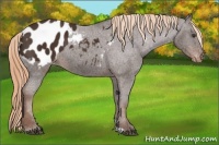 Horse Color:Liver Chestnut Appaloosa 