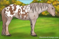 Horse Color:Chestnut Appaloosa 