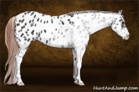 Horse Color:Liver Chestnut Sabino Near Leopard 