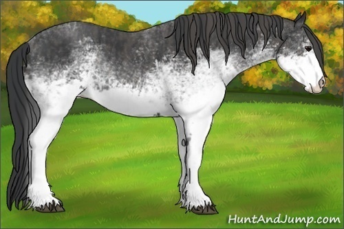 Horse Color:White Spotted Blue Roan Rabicano  Brindle