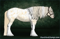 Horse Color:Buckskin Mushroom Splash Tobiano Blanket  Brindle