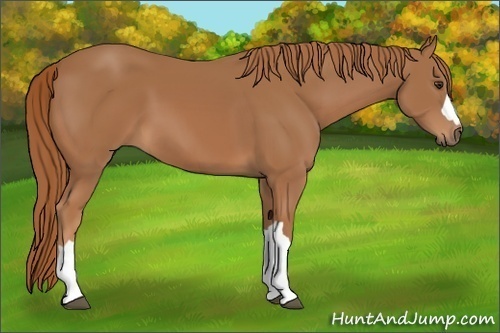 Horse Color: Chestnut 