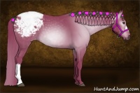 Horse Color:Gray Watercolor Chestnut Appaloosa 