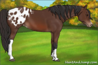 Horse Color:Bay Appaloosa 