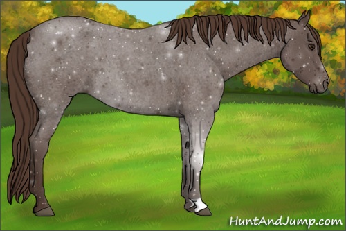 Horse Color: Liver Red Roan 