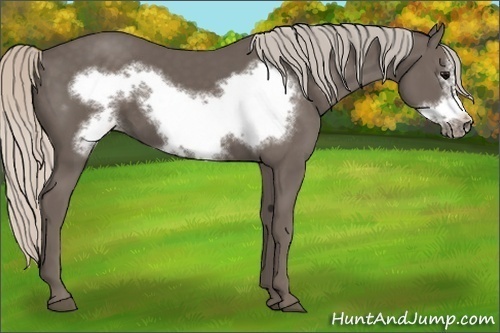 Horse Color: Silver Black Frame 