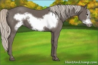 Horse Color:Silver Black Frame 