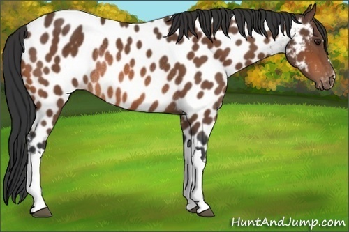 Horse Color: Bay Near Leopard Rabicano 