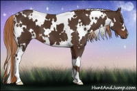 Horse Color:White Spotted Liver Chestnut 