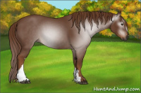 Horse Color:Gray Chestnut 
