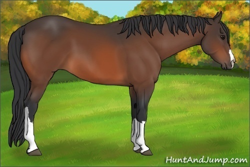 Horse Color: Bay 