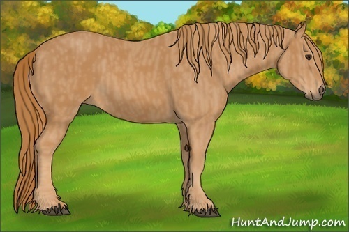 Horse Color:Chestnut  Brindle