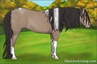Horse Color:Classic Champagne Tobiano 