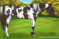 Horse Color:White Spotted Liver Chestnut 