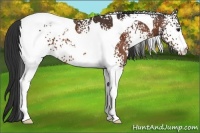 Horse Color:White Spotted Bay Tobiano
