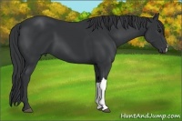 Horse Color:Black 