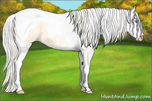 Horse Color: Silver Buckskin Pearl Dun Sabino Splash Tobiano 