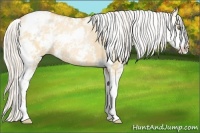 Horse Color:Silver Bay Pearl Dun Sabino 