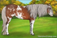 Horse Color:Silver Bay Sabino 