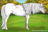 Horse Color:Silver Bay Dun Sabino 