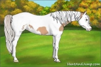 Horse Color:Silver Bay Dun Sabino Splash Tobiano 