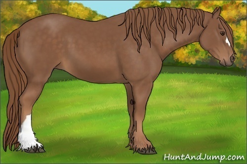 Horse Color: Unknown 