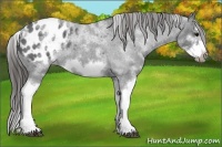 Horse Color:White Spotted Blue Roan Splash Frame Appaloosa