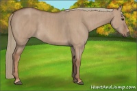 Horse Color:Red Dun Rabicano Brindle