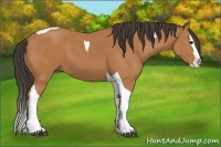 Horse Color:Bay Splash Tobiano 