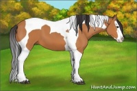 Horse Color:Bay Splash Tobiano