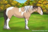 Horse Color:Amber Champagne Splash Tobiano 