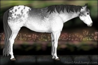 Horse Color:Gray White Spotted Black Appaloosa