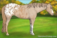 Horse Color:Chestnut Blanket 