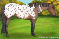 Horse Color:Bay Near Leopard