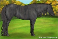 Horse Color:Black  Brindle