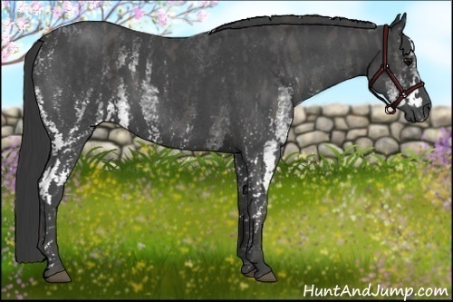 Horse Color:White Spotted Blue Roan Rabicano  Brindle