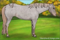 Horse Color:Liver Red Roan Varnish 