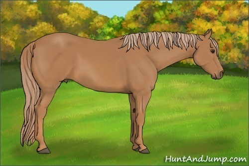 Horse Color: Unknown 