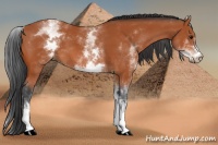 Horse Color:White Spotted Bay 