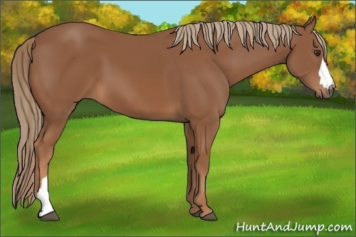 Horse Color: Unknown 