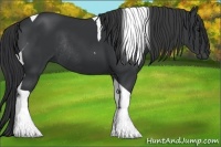 Horse Color:Black Tobiano Rabicano