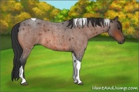 Horse Color:Brown Roan Tobiano