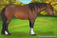 Horse Color:Bay Tobiano 