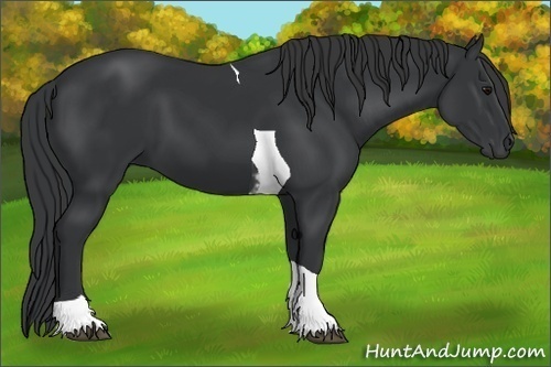 Horse Color: Black Tobiano 
