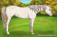 Horse Color:Red Dun Appaloosa 