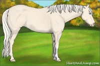 Horse Color:Cremello 